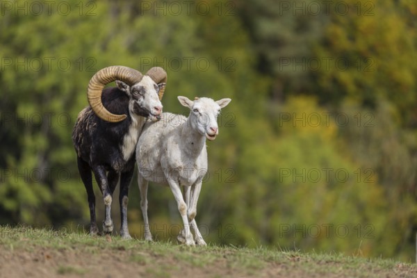 One male snow sheep (Ovis nivicola), or Siberian bighorn sheep checks the readiness of a goat to