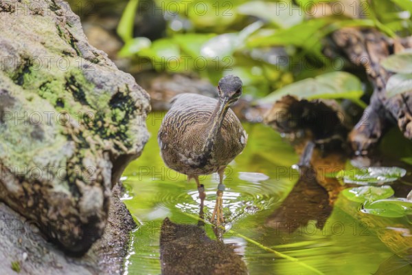 A sunbittern (Eurypyga helias) walks through a shallow creek in a forest searching for food