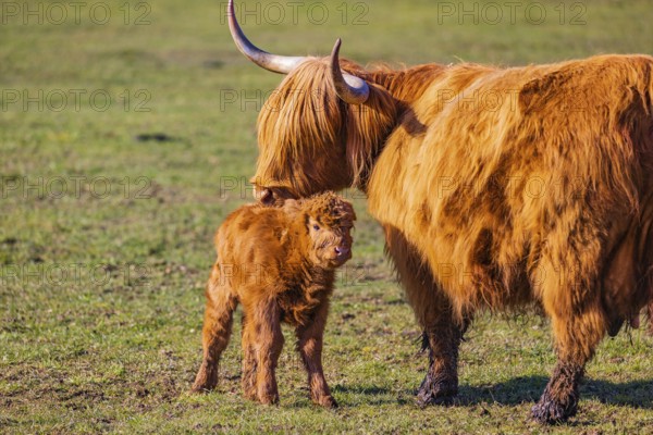 One Highland cow (Bos (primigenius) taurus) stands on a meadow and licks her calf clean