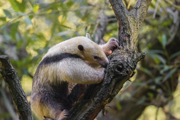One southern tamandua (Tamandua tetradactyla), climbs up a tree in a forest
