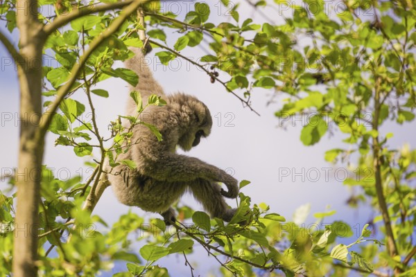 A White-handed gibbon, Hylobates lar, climbs in a tree