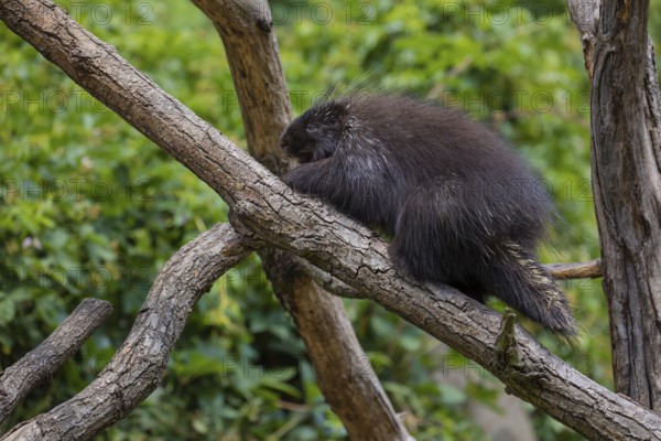 One North American porcupine (Erethizon dorsatum), or Canadian porcupine resting on a branch. A