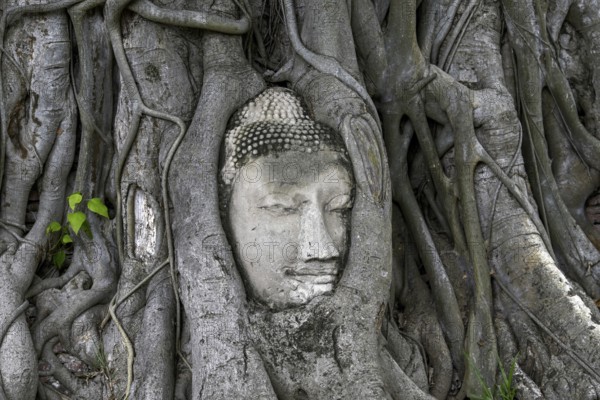 Sandstone Buddha head at the foot of a Bodhi tree in Wat Mahathat, Temple of the Great and Holy