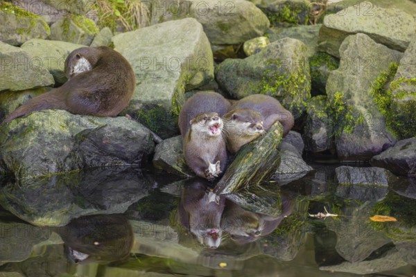 Three oriental small-clawed otter or Asian small-clawed otter (Aonyx cinerea) are standing on a