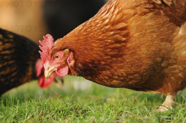 Brown hen bending down in a meadow, naturally lit, domestic fowl (Gallus gallus domesticus),