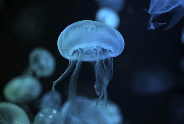 Moon jellyfish (Aurelia aurita) in a tank of the Bang Saen Aquarium, Chonburi Province, Thailand,