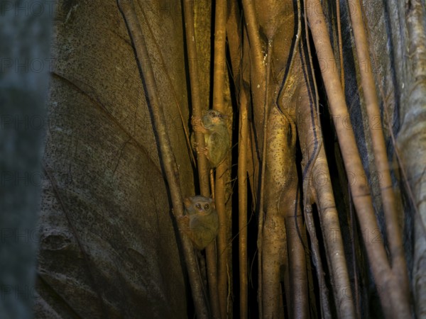 Tarsier (Tarsiidae) small animal with large eyes on a tree in the jungle, Tangoko National Park,