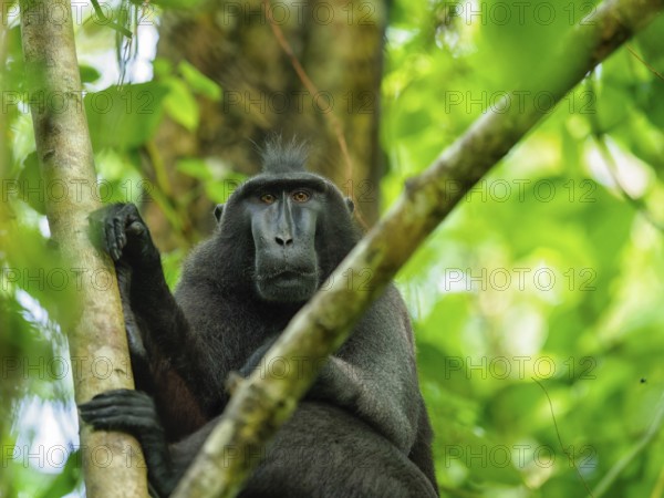 Black crested macaque (Macaca nigra), Tangoko National Park, Sulawesi, Indonesia, Asia