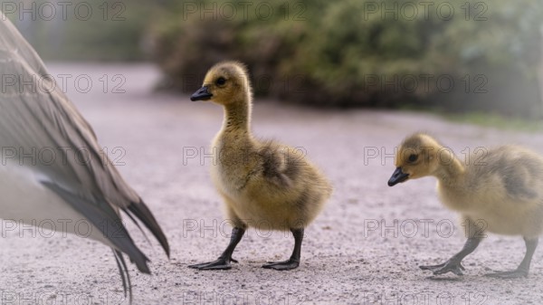 Canada goose chicks (Branta canadensis) two running over a gravel path, following the adult parent