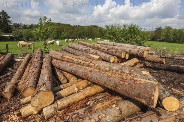 Solingen, North Rhine-Westphalia, Germany - Fresh wood in the timber store of a sawmill, the spruce