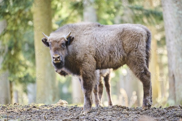 European bison (Bison bonasus) youngster in a forest in spring, Bavarian Forest, Germany, Europe