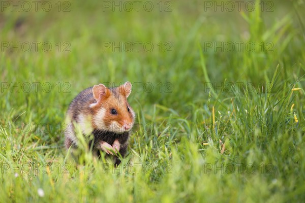 A European hamster (Cricetus cricetus), Eurasian hamster, black-bellied hamster or common hamster,