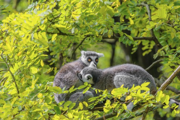 Two ring-tailed lemurs (Lemur catta) sit high up in a tree on a branch between fresh green leaves