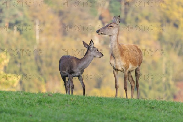 An adult red deer hind (Cervus elaphus) and a calf are standing in a meadow in the beautiful