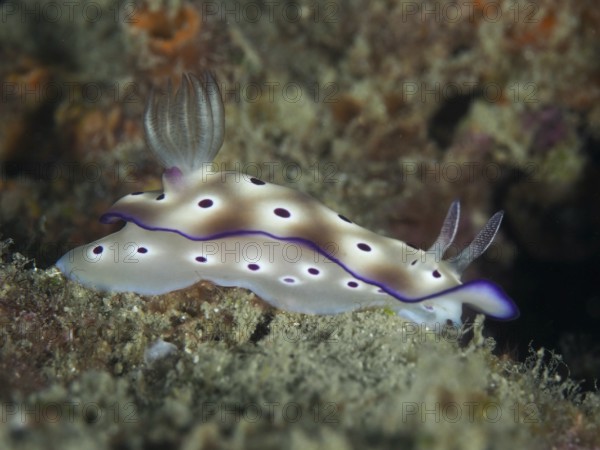 White nudibranch with purple-coloured edge and spots, magnificent star snail (Hypselodoris tryoni),