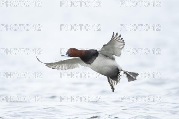 Common pochard duck (Aythya ferina) adult male bird flying low over water of a lake, England,