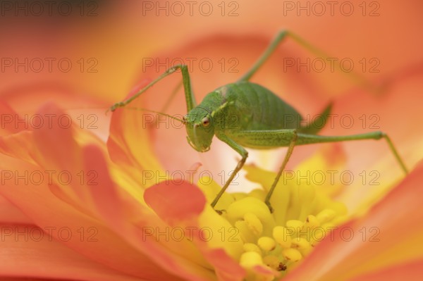 Speckled bush cricket (Leptophyes punctatissima) adult insect on a garden Begonia flower in the
