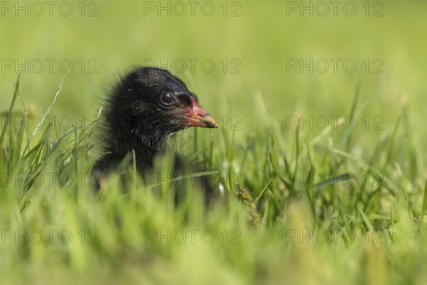 Common moorhen or Waterhen (Gallinula chloropus) juvenile baby chick bird amongst grass, England,