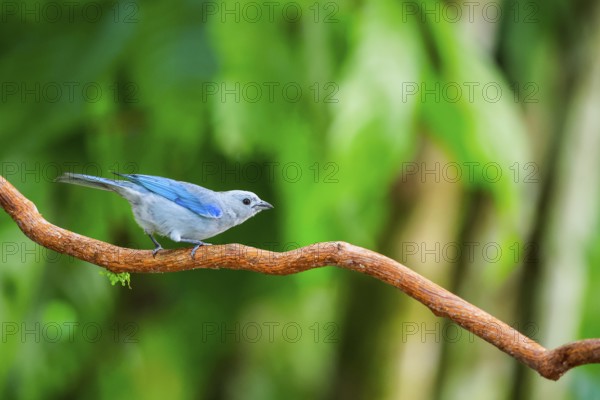 Episcopal Tanager (Thraupis episcopus), Tangare (Thraupidae), Alajuela, Costa Rica, Central America