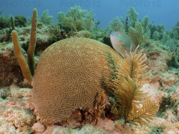 A lively underwater scene with a prominent brain coral (Diploria labyrinthiformis) and a green