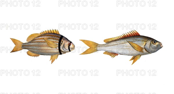 Fish, fishes, left: Family of sea bream, Sparus vittatus, striped bream, the striped Gilt-head.