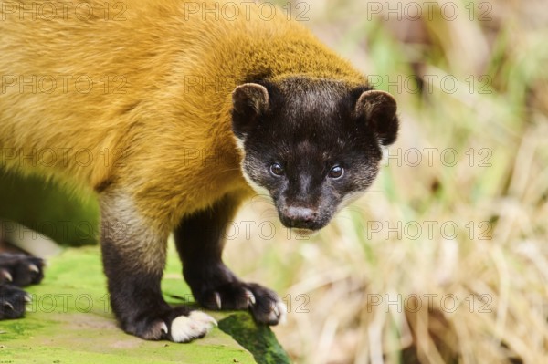 Yellow-throated marten (Martes flavigula), portrait, Germany, Europe
