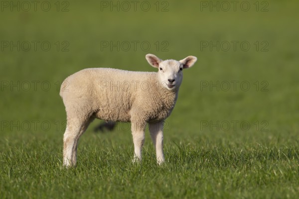 Domestic sheep (Ovis aries) juvenile baby lamb farm animal in a grass field in springtime, England,