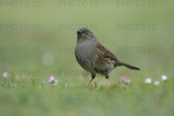 Dunnock or Hedge sparrow (Prunella modularis) adult bird on a garden grass lawn, England, United