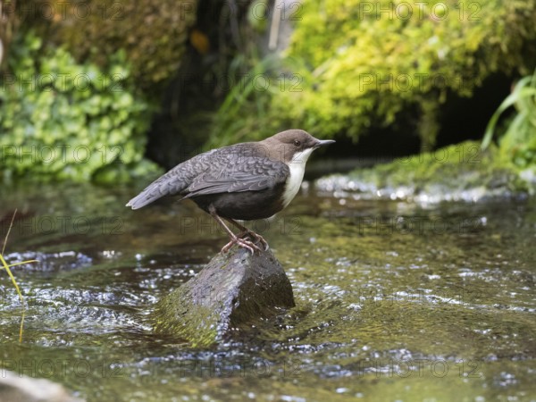 Common Dipper (Cinclus cinclus), adult bird perched on a stone in a hill stream, Hesse, Germany,