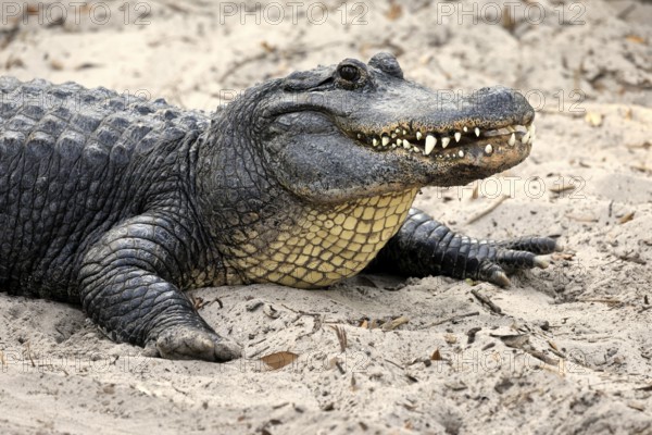 Mississippi Alligator (Alligator mississippiensis), pike alligator, adult, friendly, portrait,