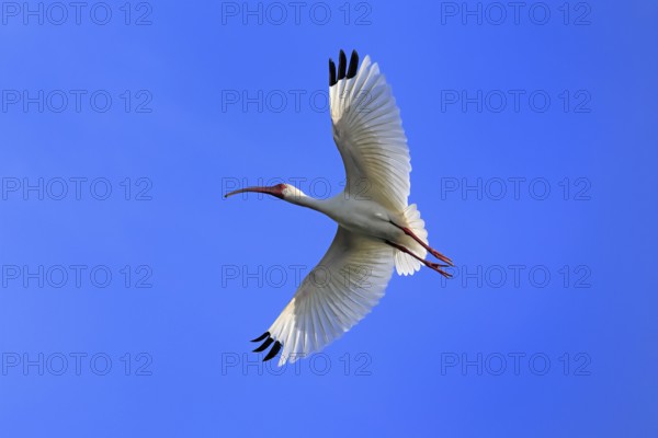 Snowy Ibis, (Eudocimus albus), adult, flying, St. Augustine, Florida, USA, North America