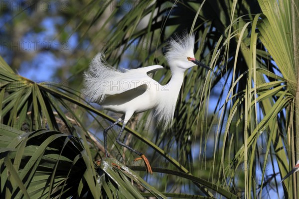 Great Egret (Egretta thula), adult, in breeding plumage, during breeding season, courtship display,