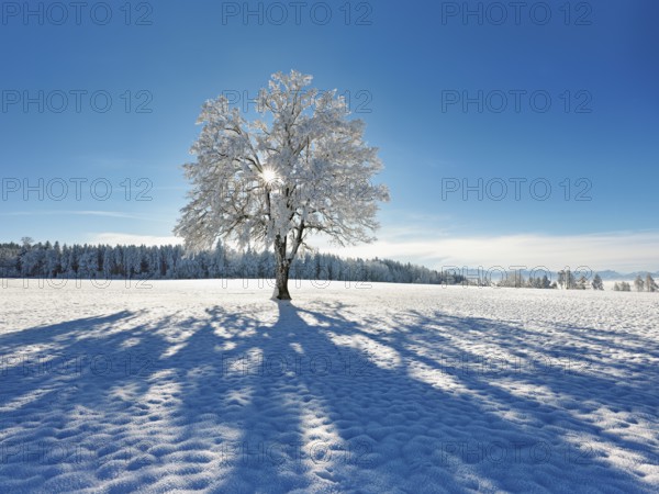 Sun shining through snow-covered English oak (Quercus robur, synonym: Quercus pedunculata),