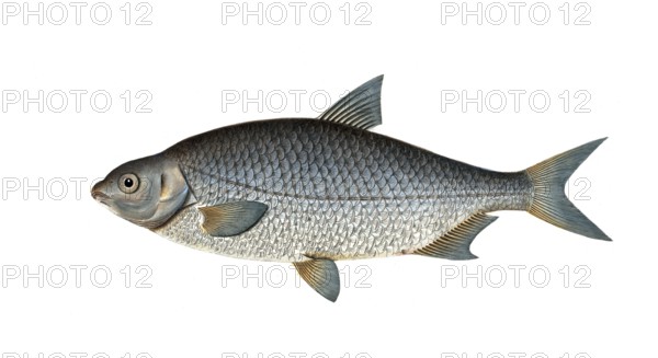 Fish, Fish, Genus of carp fish, Cyprinus buggenhagii, Der Leiter, the Buggehgahen's-Carp,