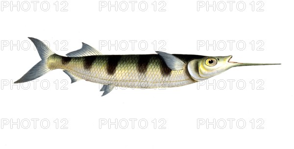 Fish, Fish, Genus of Pike, Esox brasiliensis, small swordfish, Under Swordfish, Historical,