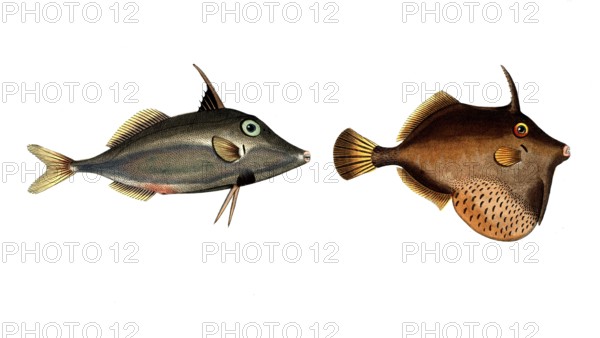 Fish, fishes, left: Balistes biaculeatus, the two-spined hornfish, right: Ballistes tomentosus, the
