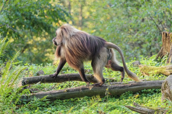 An adult male gelada (Theropithecus gelada), or bloodheart monkey, runs across a green meadow