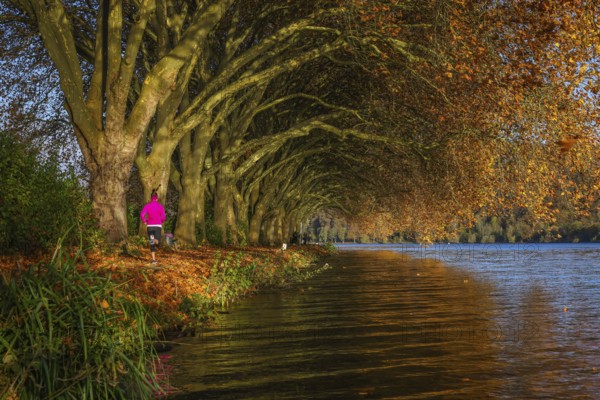 Essen, North Rhine-Westphalia, Germany - Young woman jogging on the lakeshore under trees with