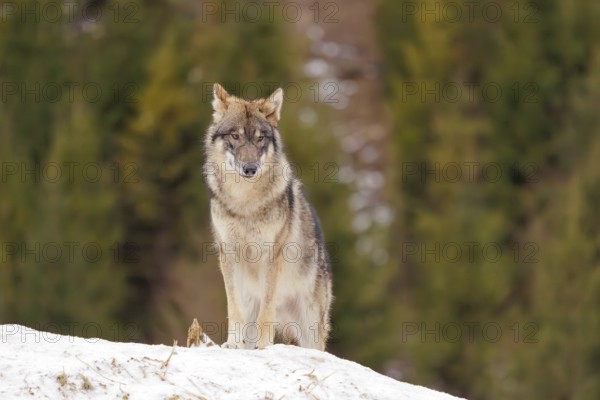 A young grey wolf (Canis lupus lupus) stands on a sloping, snow-covered meadow on a cold, cloudy