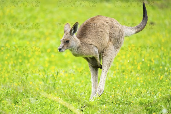 Eastern grey kangaroo (Macropus giganteus) on a meadow, Bavaria, Germany, Europe