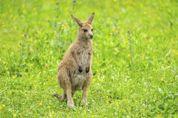Eastern grey kangaroo (Macropus giganteus) on a meadow, Bavaria, Germany, Europe