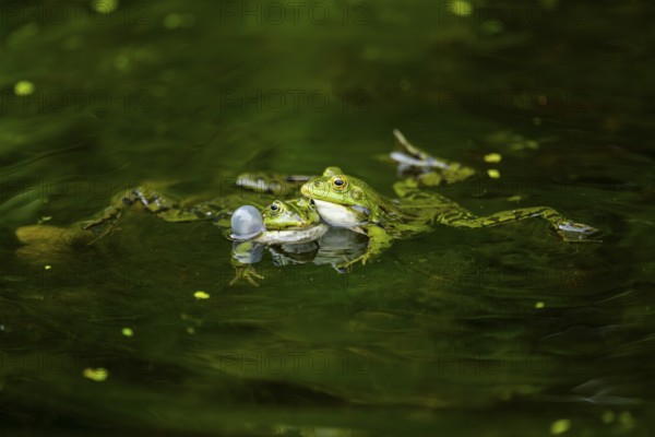 Edible frog (Pelophylax esculentus) in a little lake in the water, Bavaria, Germany, Europe
