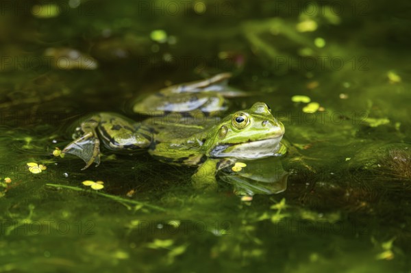 Edible frog (Pelophylax esculentus) in a little lake in the water, Bavaria, Germany, Europe
