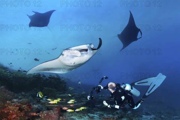 Diver with underwater camera, camera, observes, photographs reef manta (Mobula alfredi) at cleaning
