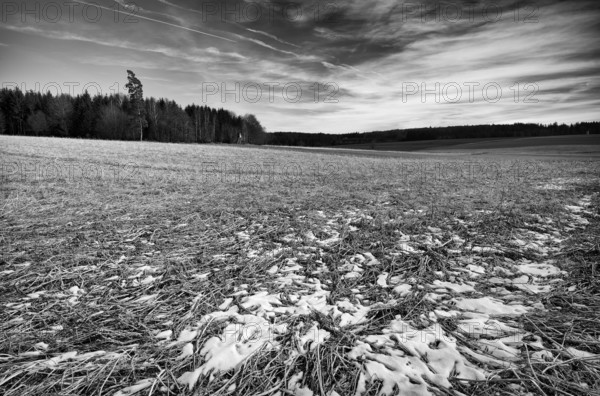 Last snow on field, high stand, black and white, Weiherwiesen nature reserve, Essingen, Swabian