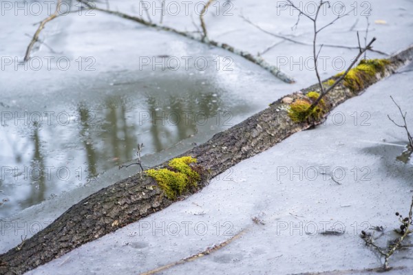 Winterladscape of a swamp with ice, Lengenbach, Deining, Upper Palatinate, Bavaria, Germany, Europe