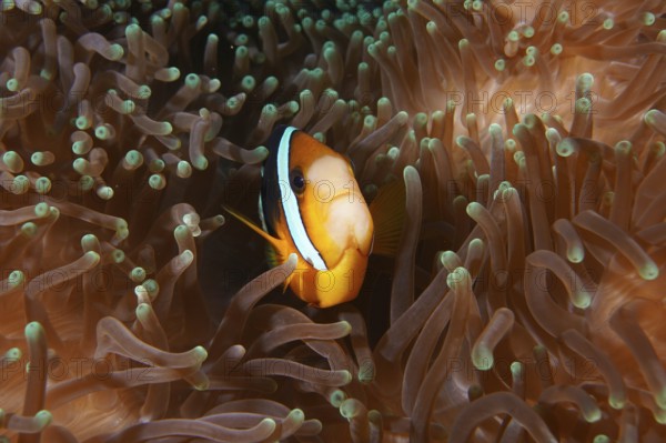 A Clark's anemonefish (Amphiprion clarkii) hides in the tentacles of a sea anemone, dive site