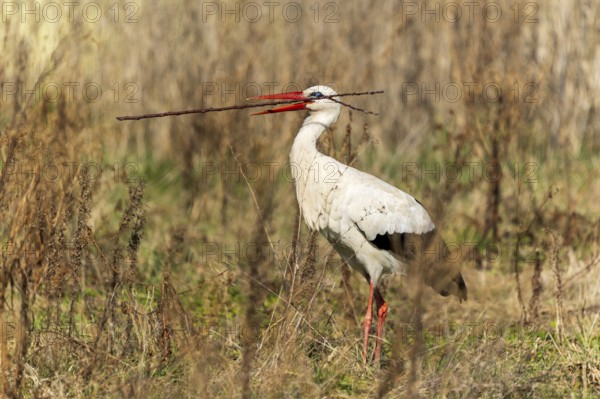 A stork stands with a long stick in its beak on a natural meadow, white stork (Ciconia ciconia),