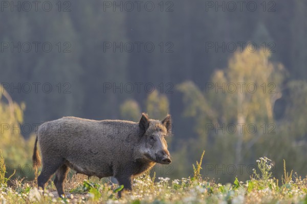 One adult wild boar or wild pig (Sus scrofa) searching for food on a flowering meadow in late