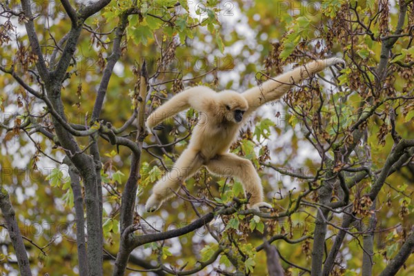 A White-handed gibbon, Hylobates lar, climbs in a tree